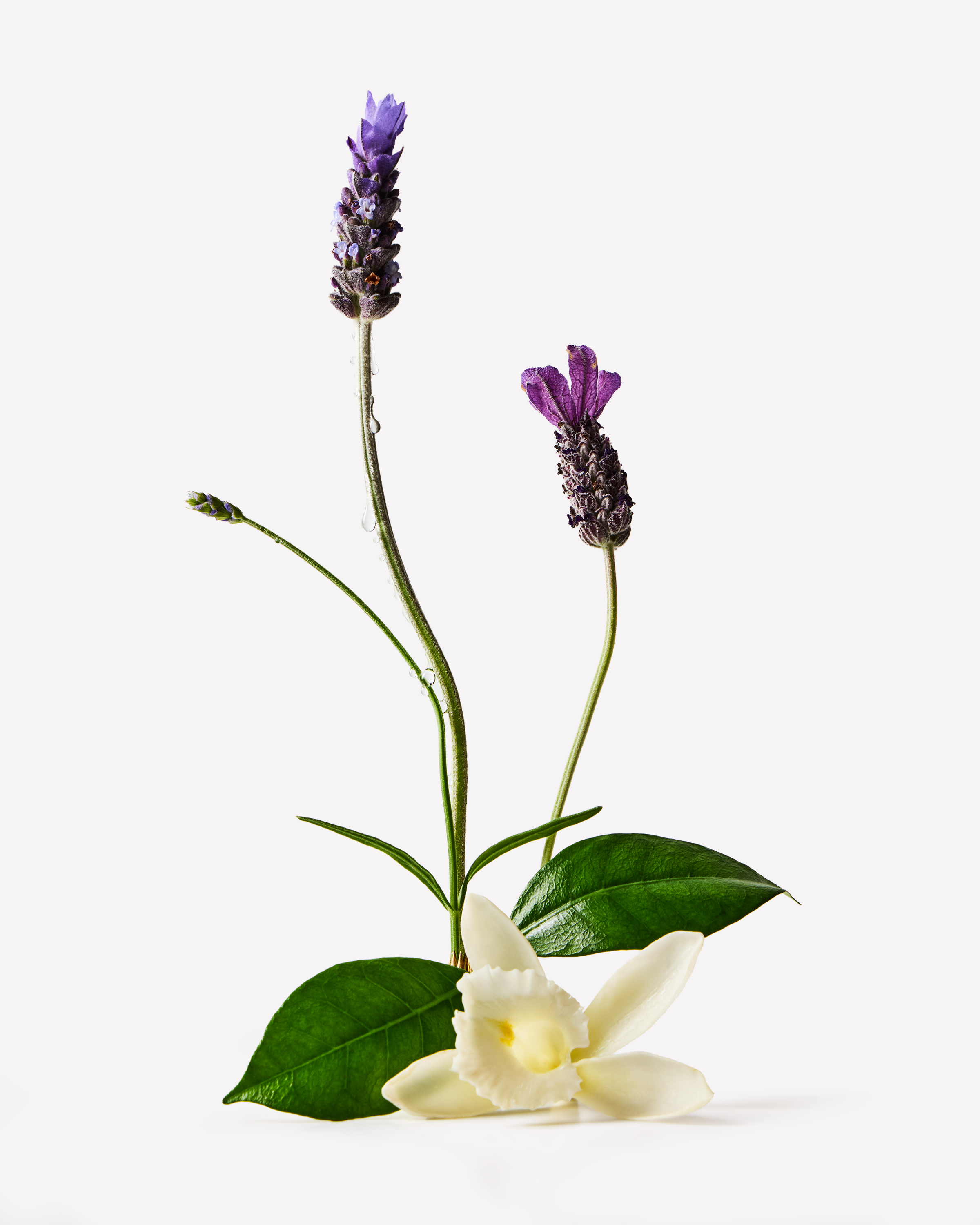 Lavender + Vanilla – krem do rąk Bath & Body Works z kolekcji aromaterapeutycznej”